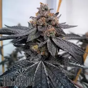 Dos-Si-Dos feminised Ganja Seeds