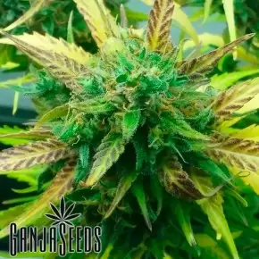 Think Fast feminised Ganja Seeds