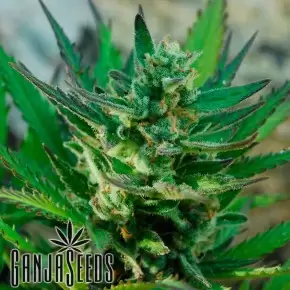 Auto Afghani №1 feminised Ganja Seeds