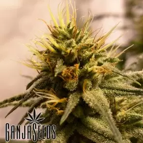 Pineapple Chunk feminised Ganja Seeds