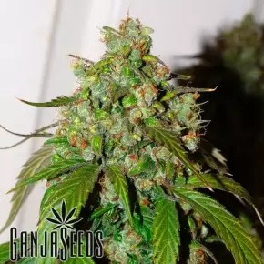 Auto Daiquiri Lime feminised Ganja Seeds