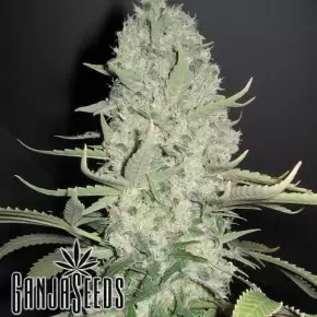 White Russian feminised Ganja Seeds