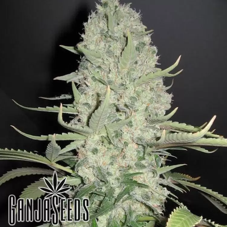 White Russian feminised Ganja Seeds