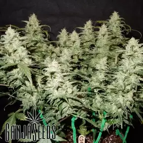 Auto Gorilla Glue feminised Ganja Seeds