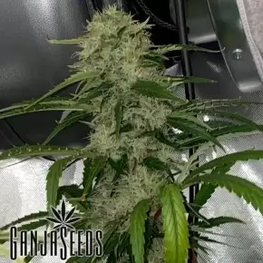 Auto Dos-Si-Dos feminised Ganja Seeds