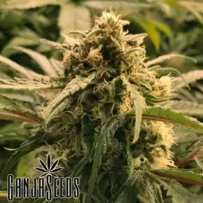 Auto Haze CBD feminised Ganja Seeds