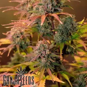 Auto Night Queen feminised Ganja Seeds
