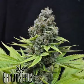Auto S.A.D. (Sweet Afgani Delicious) feminised Ganja Seeds