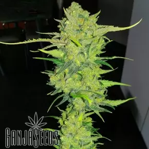 Auto Super Lemon Haze feminised Ganja Seeds