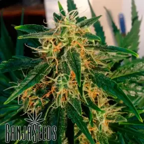 Auto Think Big feminised Ganja Seeds