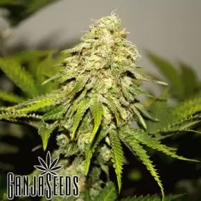 Critical feminised Ganja Seeds
