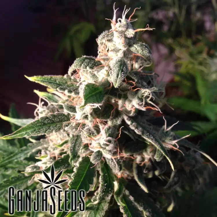 Auto Think Different feminised Ganja Seeds