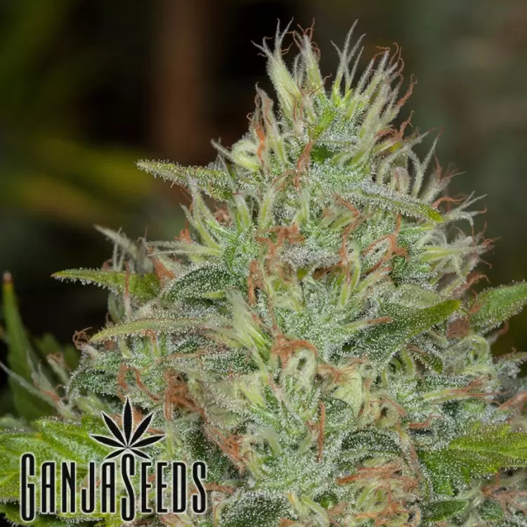 Russian Snow feminised Ganja Seeds