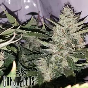 Auto X.Treme feminised Ganja Seeds