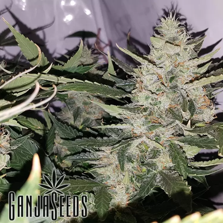 Auto X.Treme feminised Ganja Seeds