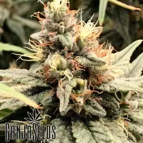 Mandarine feminised Ganja Seeds