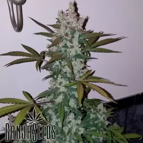 Girl Scout Cookies feminised Ganja Seeds