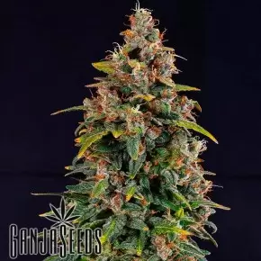Auto Watermelon Zkittlez feminised Ganja Seeds