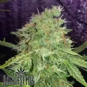 OG Kush feminised Ganja Seeds