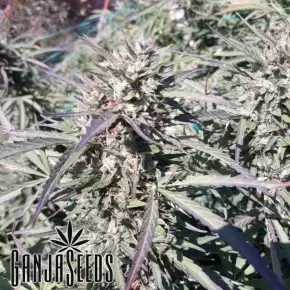 Sugar Black Rose (DS27) feminised Ganja Seeds