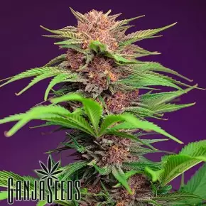 Auto Mimosa Bruce Banner XL feminised Ganja Seeds