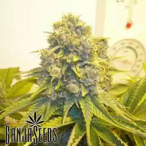 Kalichakra feminised Ganja Seeds