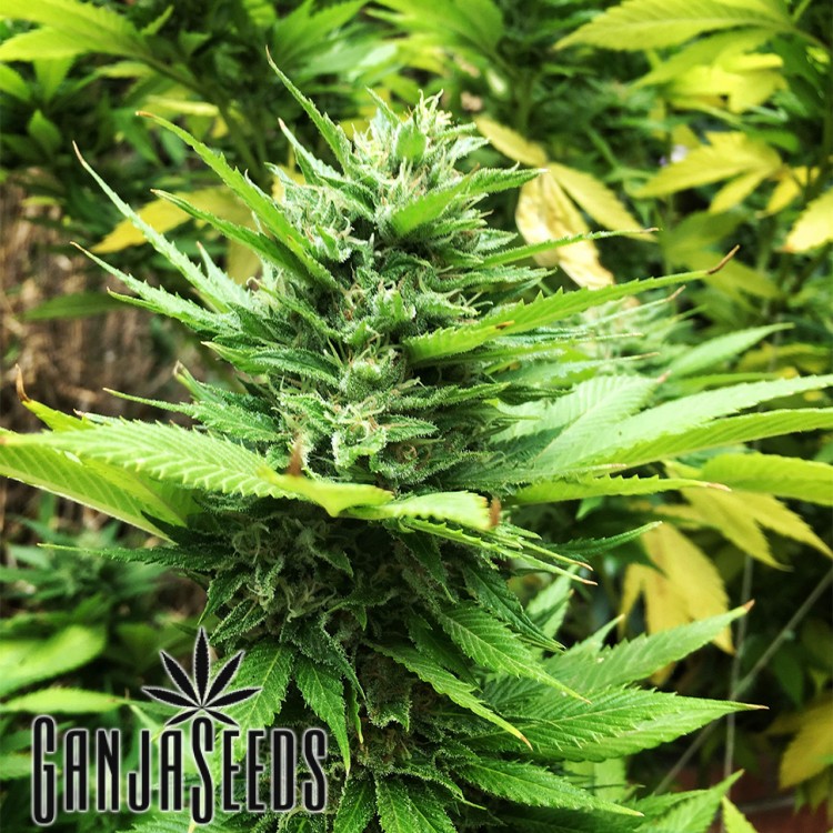 კანაფის კაკლები Durban Poison Durban Poison
