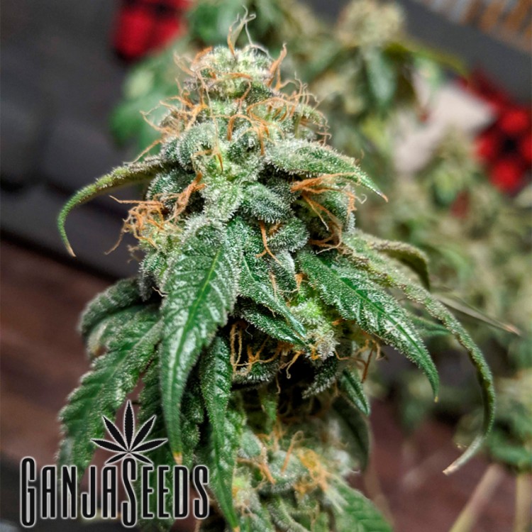 ფოტოპერიოდული კანაფის კაკლები Gorilla Glue Gorilla Glue
