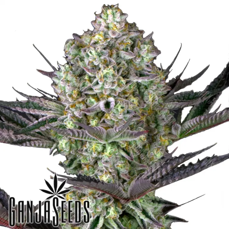 Rolling Frau feminised Ganja Seeds