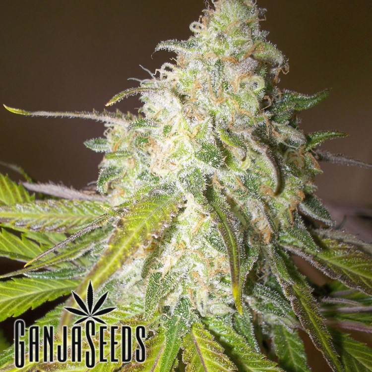 კანაფის კაკლები Sour Diesel Sour Diesel