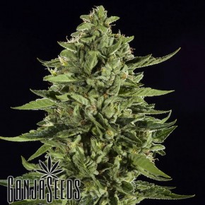 Auto Skywalker OG feminised Ganja Seeds