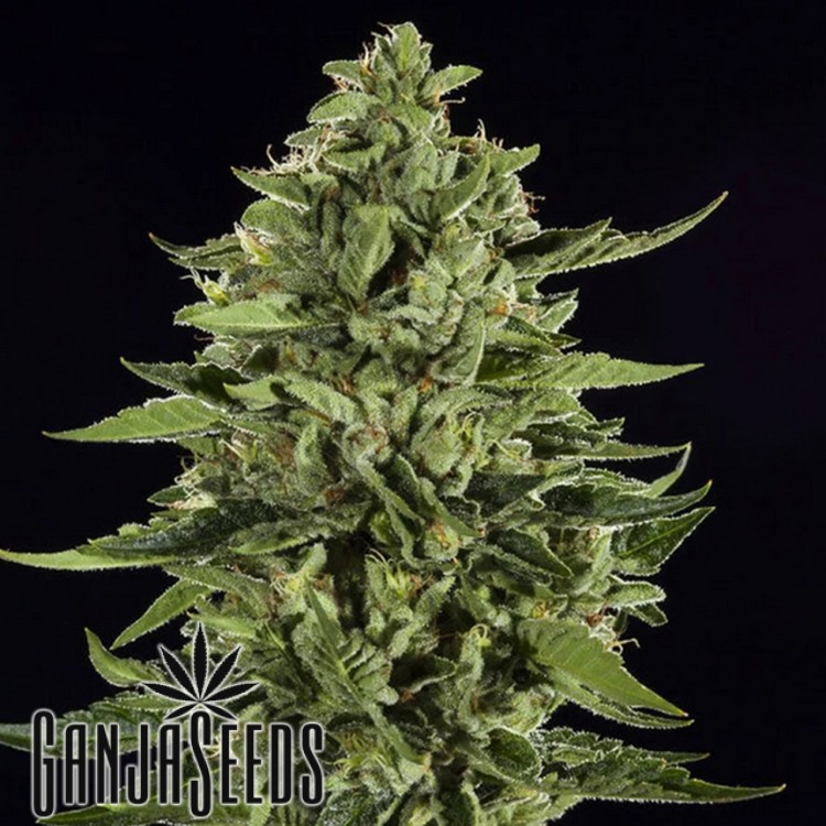 Auto Skywalker OG feminised Ganja Seeds