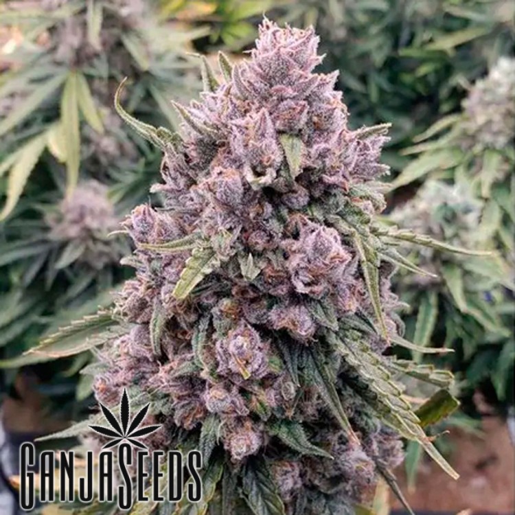 Auto Cinderella Jack feminised Ganja Seeds კანაფის კაკლები Auto Cinderella Jack