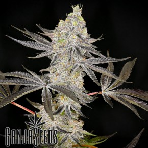 Auto Zkittlez OG feminised Ganja Seeds