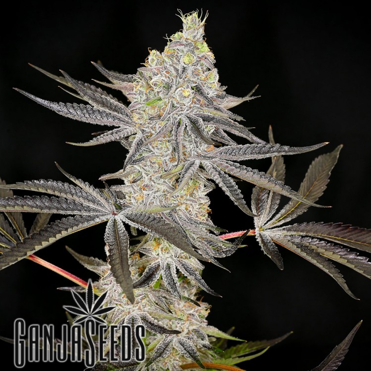 Auto Zkittlez OG feminised Ganja Seeds