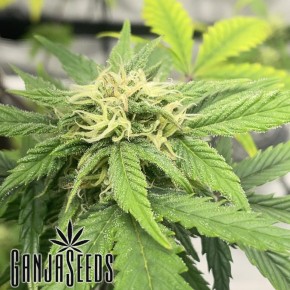 Auto Jealousy Z XL feminised Ganja Seeds