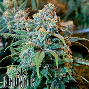 Opium feminised Ganja Seeds
