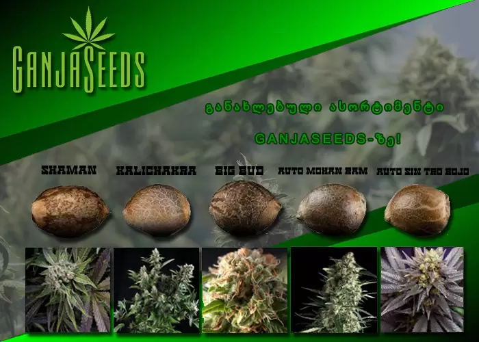 განახლებული ასორტიმენტი GanjaSeeds-ზე! განახლებული ასორტიმენტი GanjaSeeds-ზე!