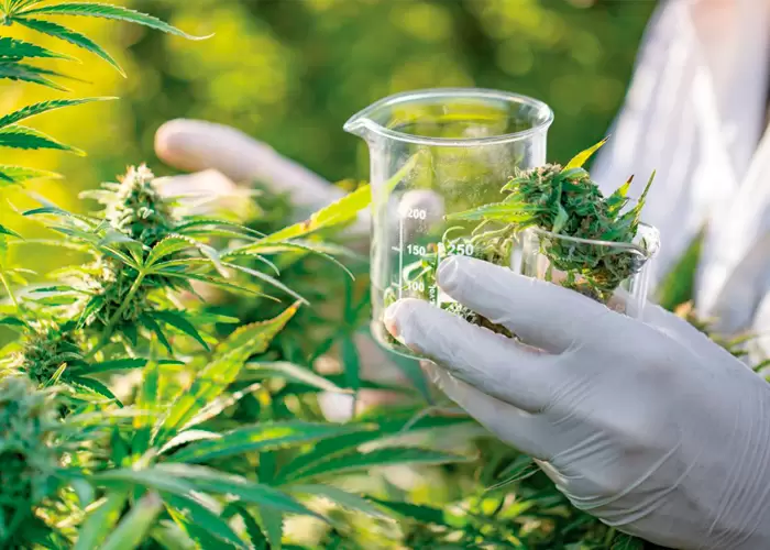 THC-ს კვლევა და გამოყენება დღევანდელობაში 