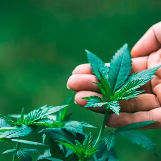Ganja Seeds გირჩევთ Ganja Seeds გირჩევთ