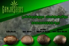 განახლებული ასორტიმენტი GanjaSeeds-ზე!