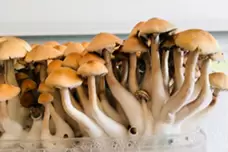 რეტრიტების ეპოქა - Psilocybe ლეგალიზაციის შედეგი