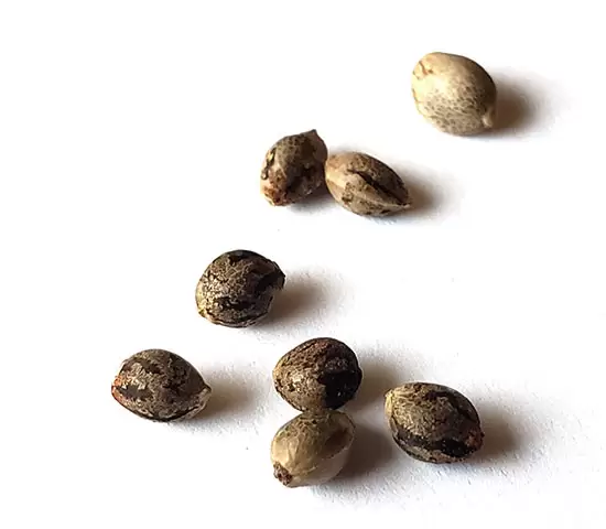  GanjaSeeds კანაფის კაკლების ბანკი