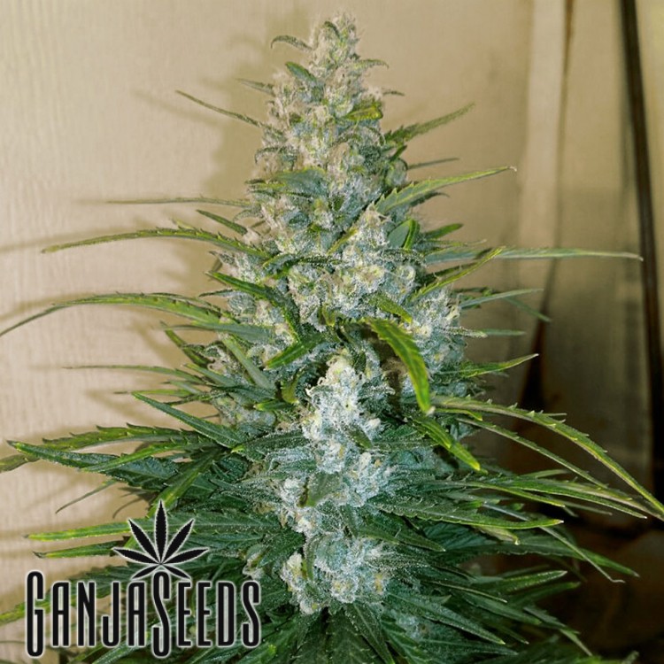 კანაფის კაკლები Auto Big Bud XXL Auto Big Bud XXL