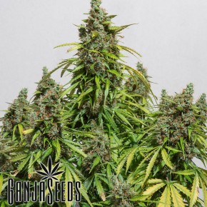 Deimos feminised Ganja Seeds