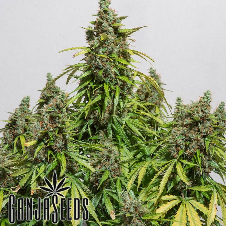 Deimos feminised Ganja Seeds
