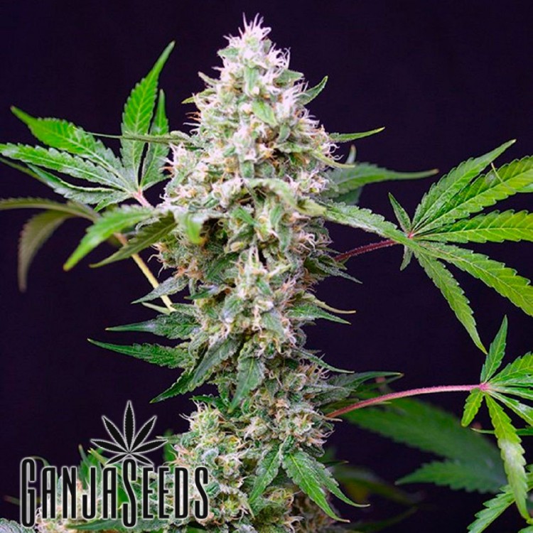 კანაფის თესლი უკრაინაში Auto Blow Mind feminized განჯის თესლი Auto Blow Mind
