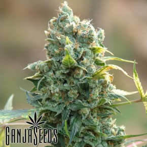 Sharkbite feminised Ganja Seeds