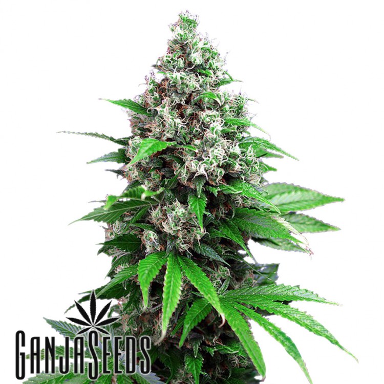კანაფის კაკლები Auto Killer Kush Auto Killer Kush