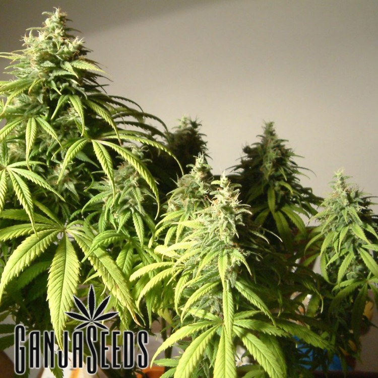 კანაფის კაკლები Auto Amnesia Auto Amnesia